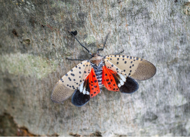 A close up of a bug

AI-generated content may be incorrect.