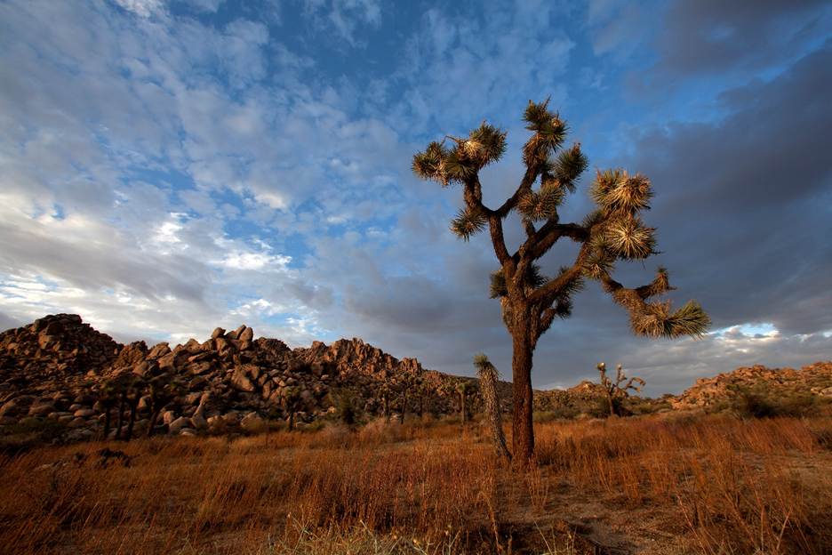 A tree in a field with rocks in the background
AI-generated content may be incorrect.