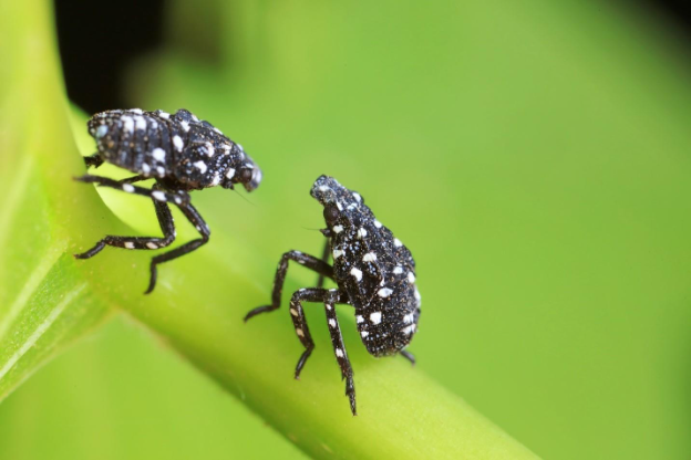 A close-up of bugs on a green leaf

AI-generated content may be incorrect.