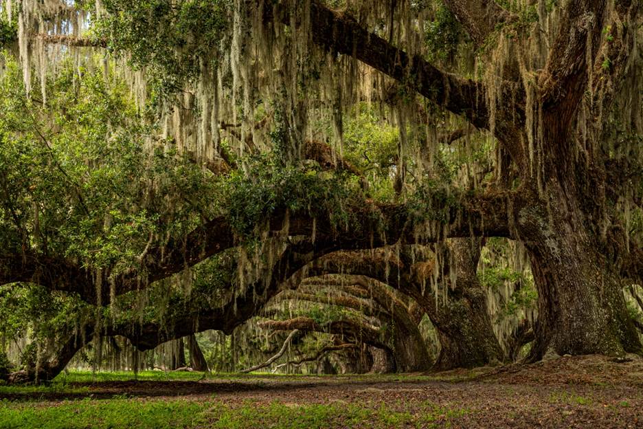 A large tree with moss from it
AI-generated content may be incorrect.