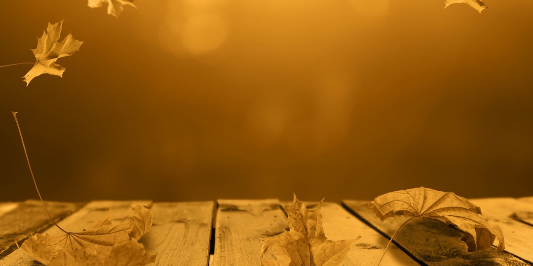 maple leaves on brown background