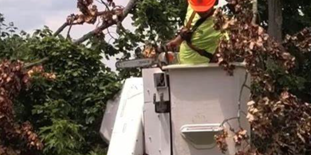 Monster Tree Emergency Service