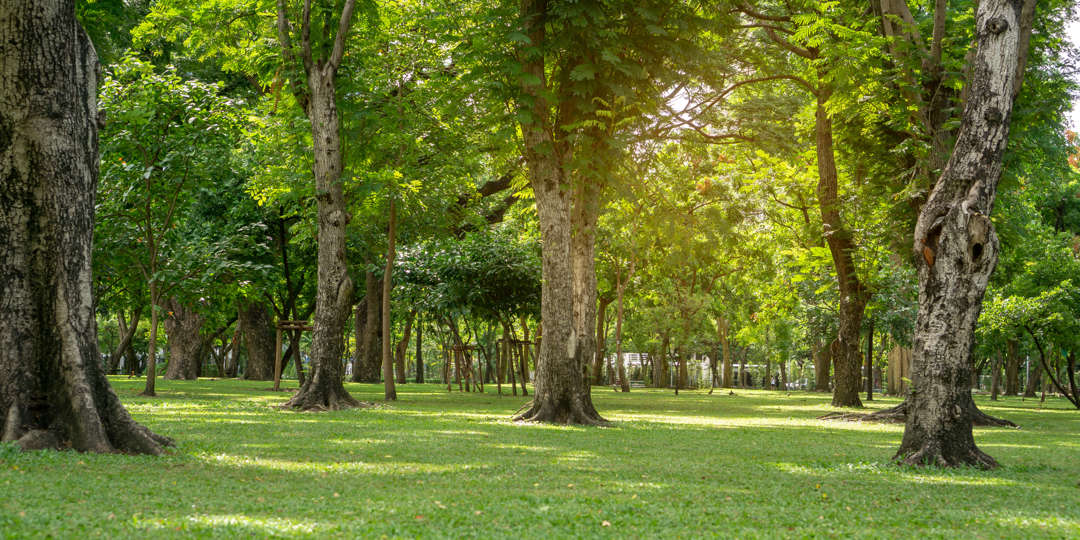 A lush, green park filled with mature deciduous trees and well-maintained grass, with sunlight filtering through the leaves on a bright day.