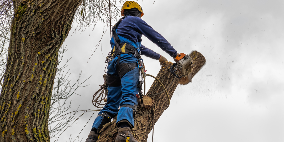 A professional arborist in full safety climbing gear and a yellow helmet using a chainsaw to remove a large section of a tree trunk while suspended by ropes.