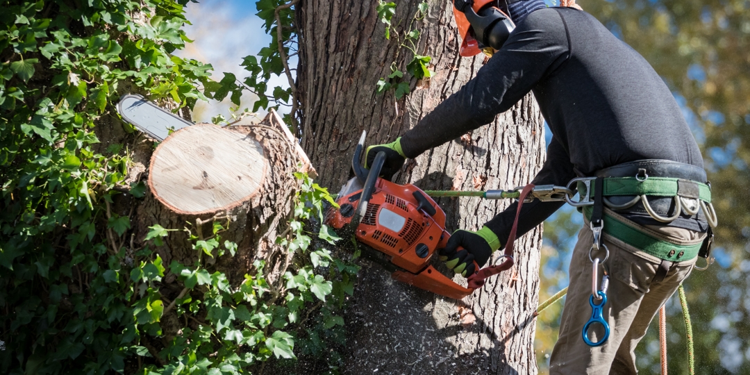 Tree expert cuts down large tree sections with chainsaw