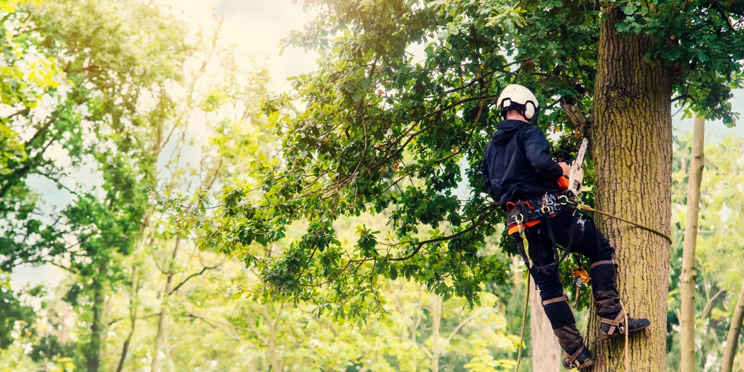 arborist performing tree pruning while secured with safety harness and chainsaw