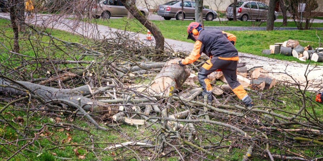 Hazardous Tree Removal