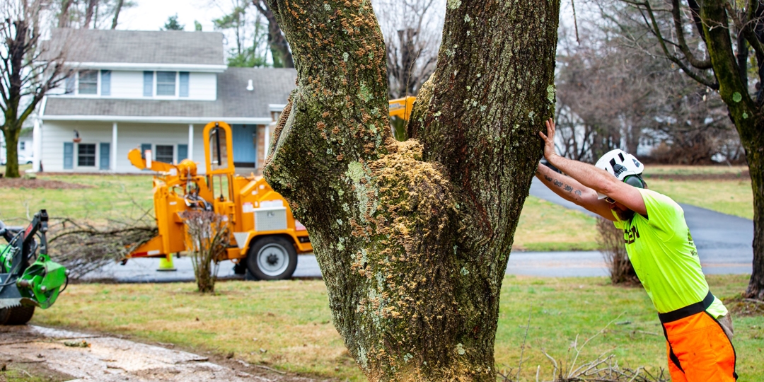 Monster Tree Service Image