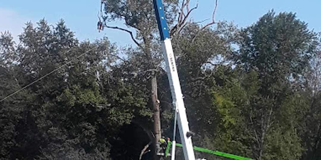 What To Know When Removing Large Trees in Nashville, TN