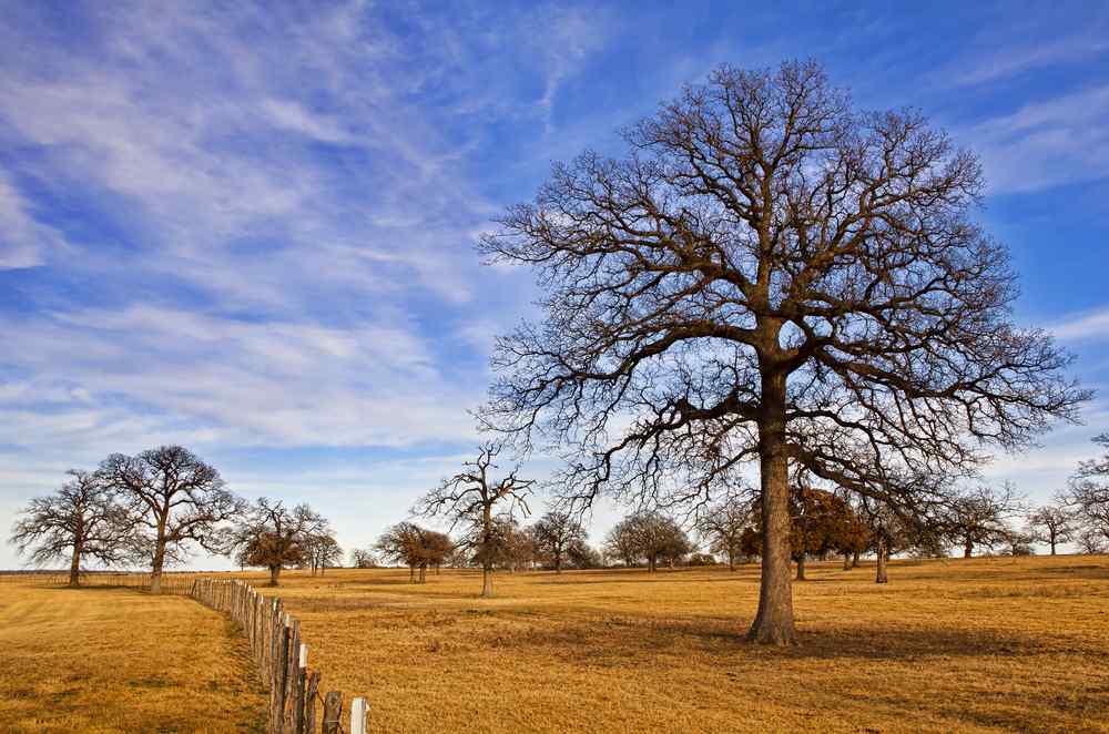 Keeping Your Trees Healthy During the Winter in Dallas
