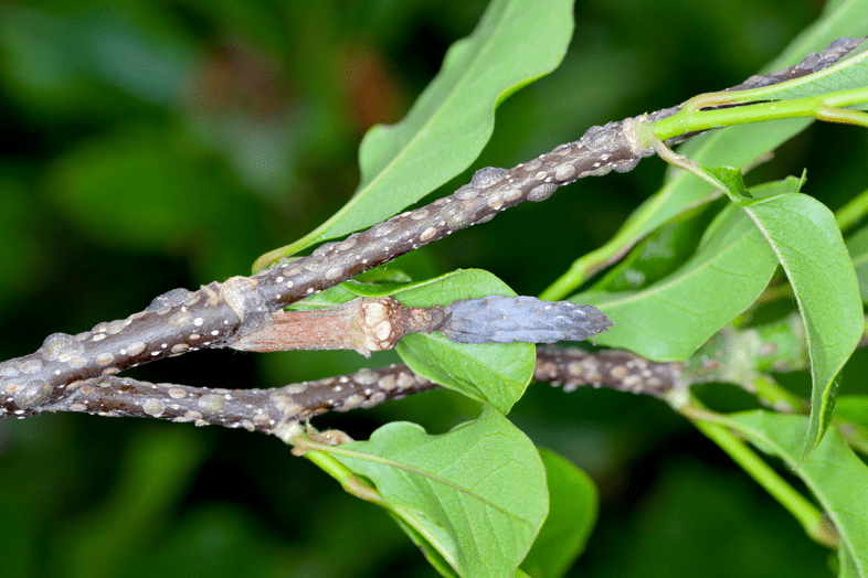 tree branch