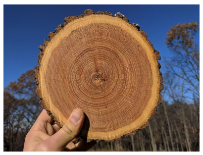 cross section of an oak tree