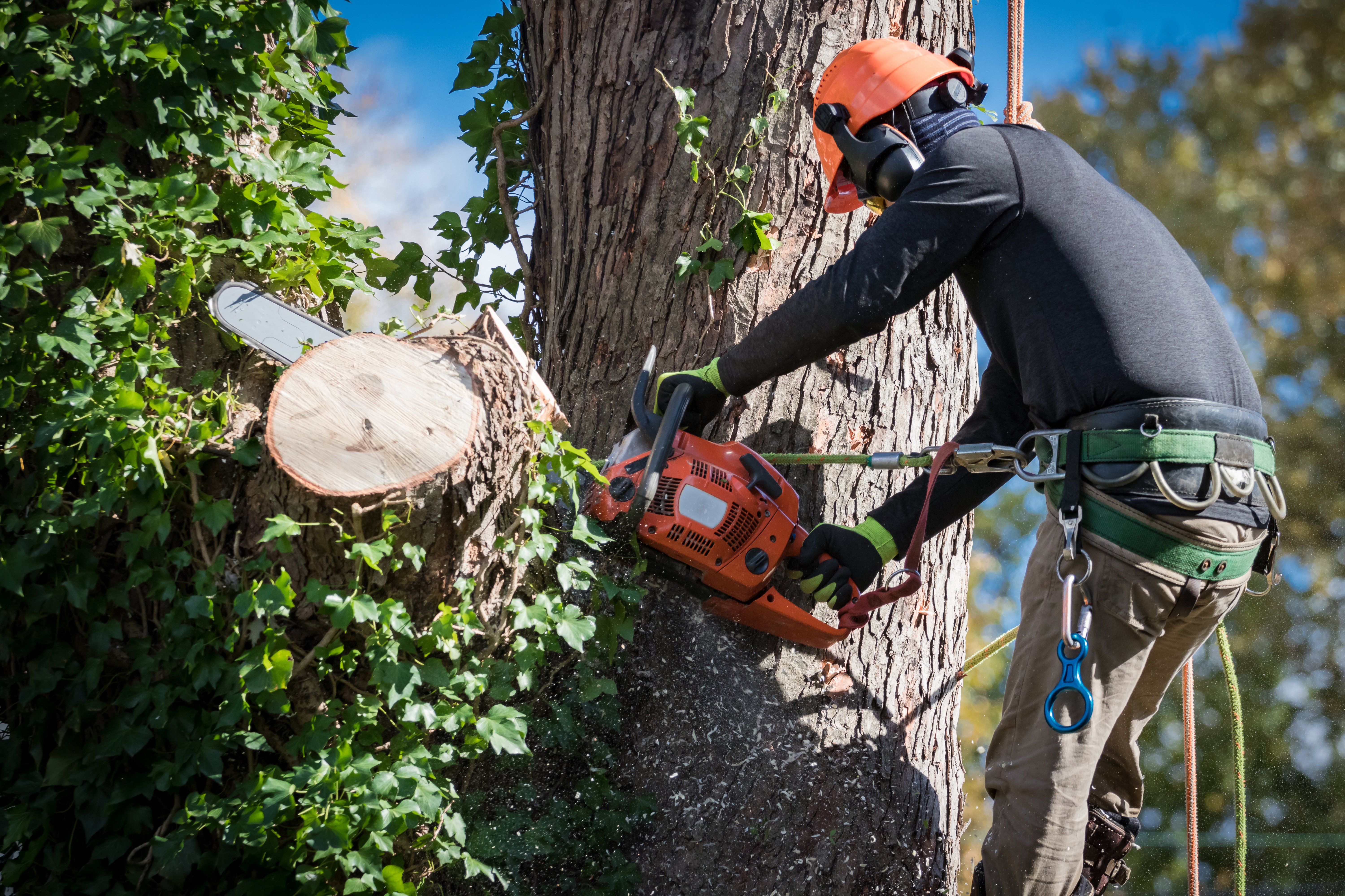 When Large Trees Threaten Your Home: Safe Removal in Northwest Houston